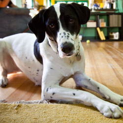 DogWatch of the Carolina Coast, Wilmington, NC | Indoor Pet Boundaries Contact Us Image